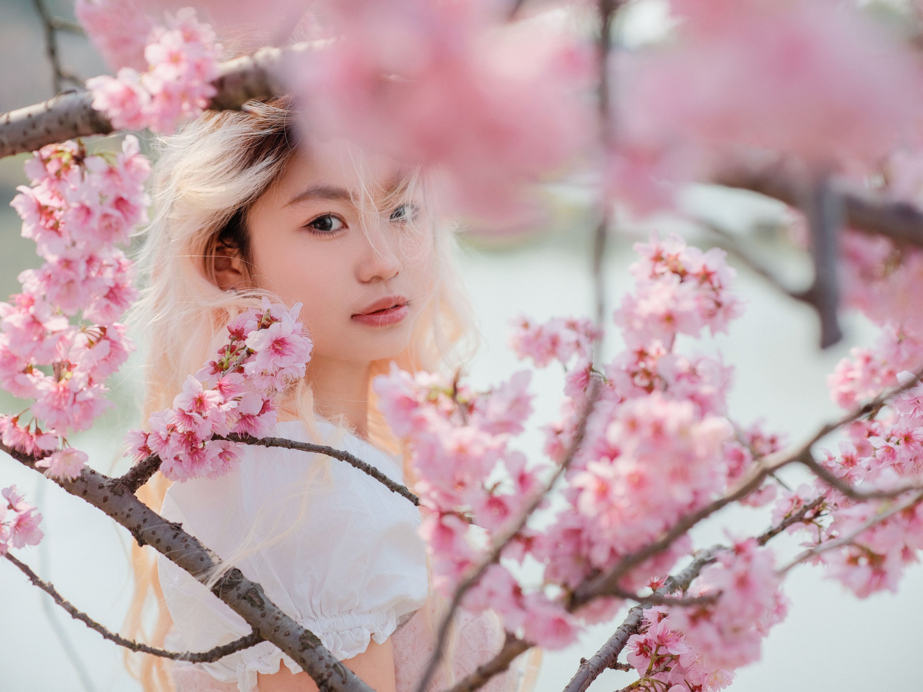 ID9927樱花树下 - 妍画集-妍画集