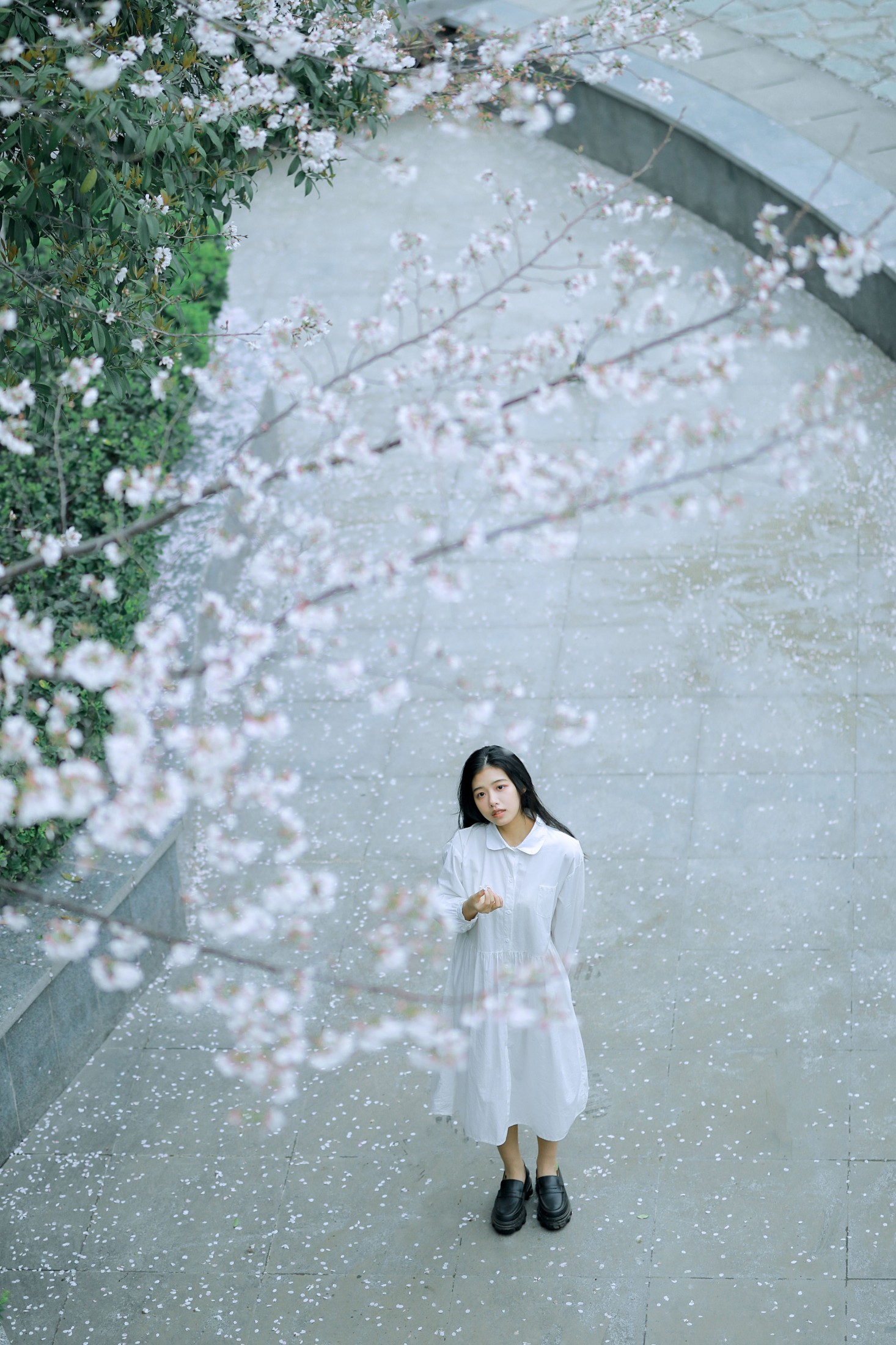 ID9974樱花少女 - 妍画集-妍画集
