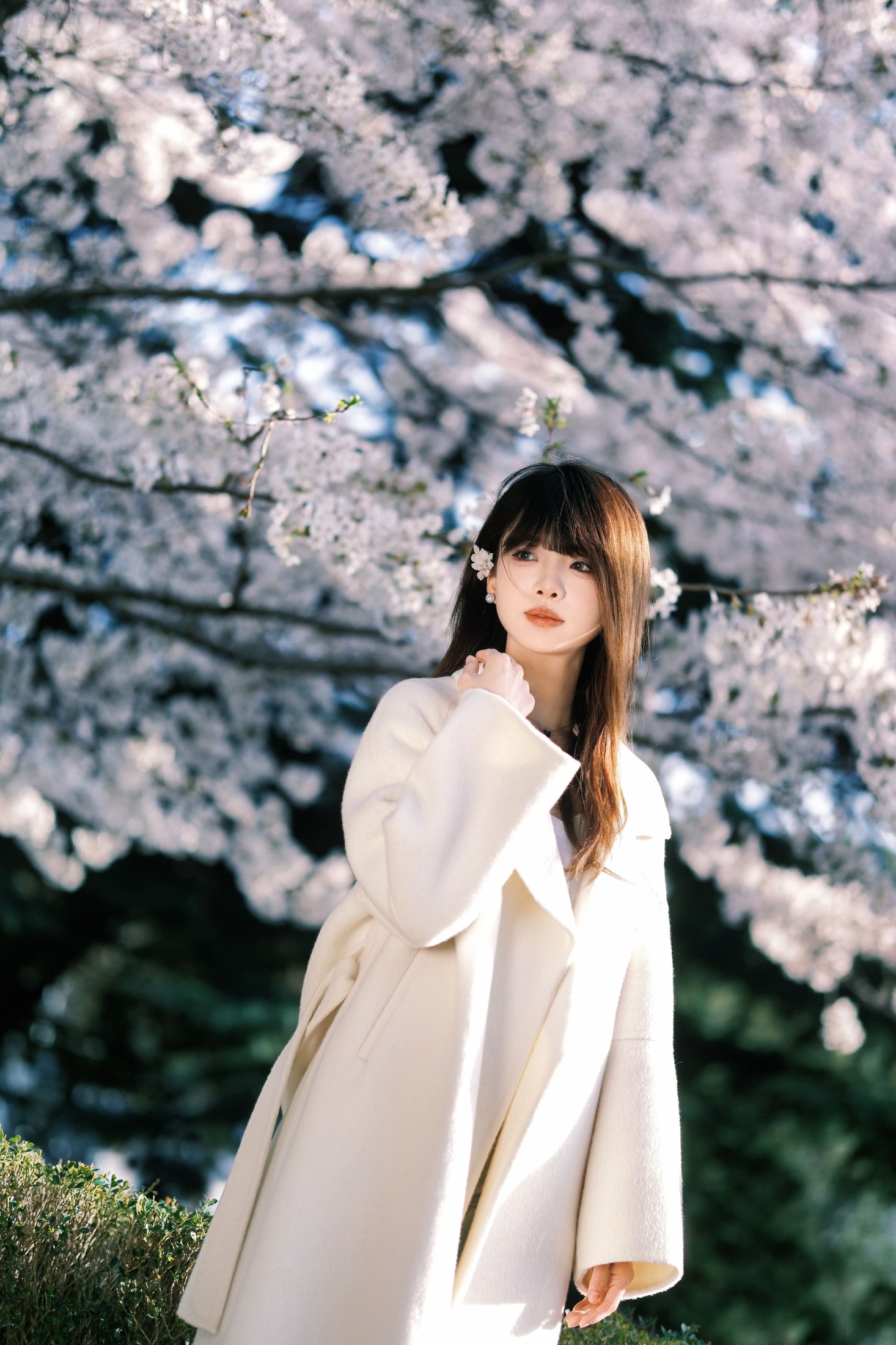 ID10146春樱 - 妍画集-妍画集