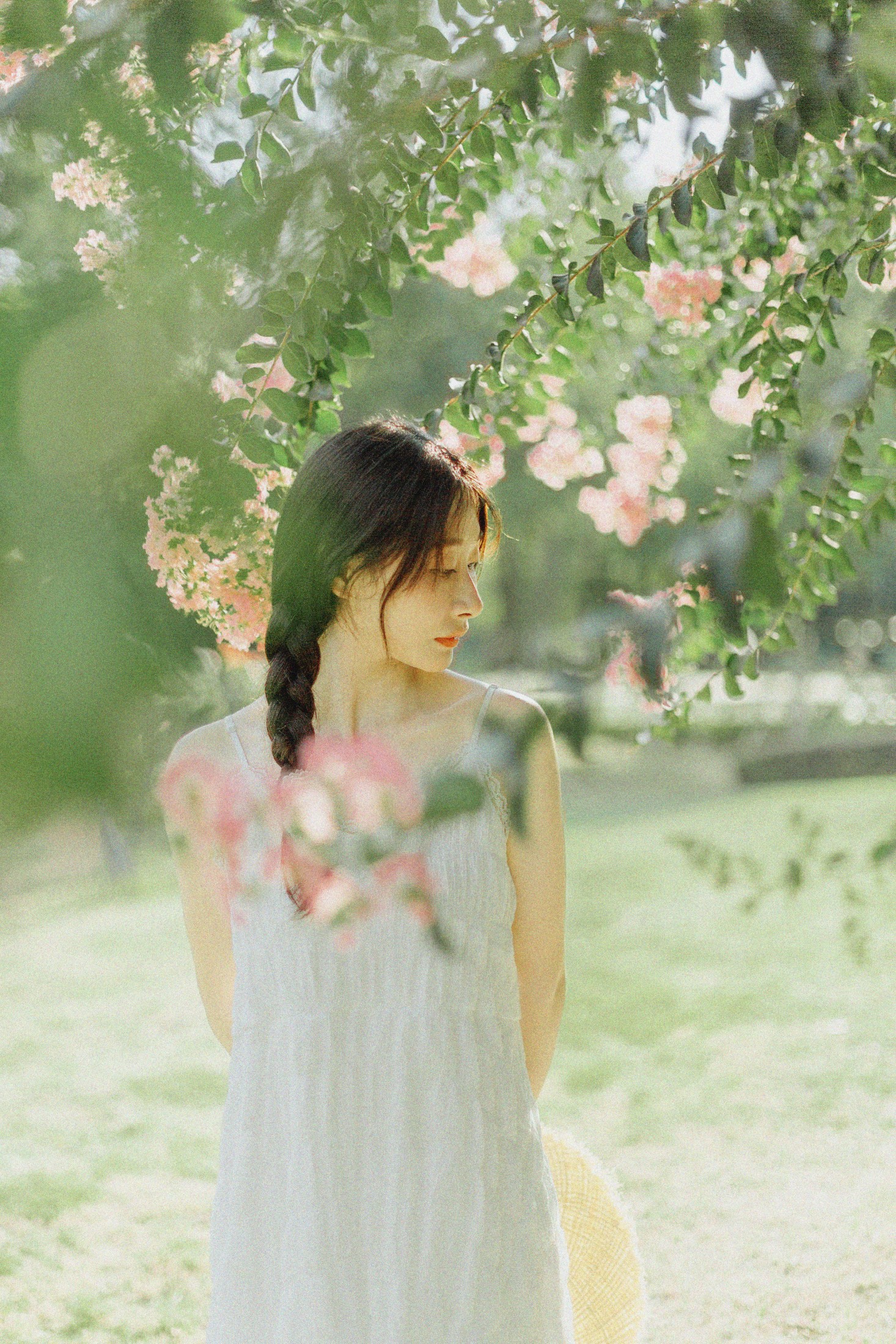 ID10191紫藤花开 - 妍画集-妍画集