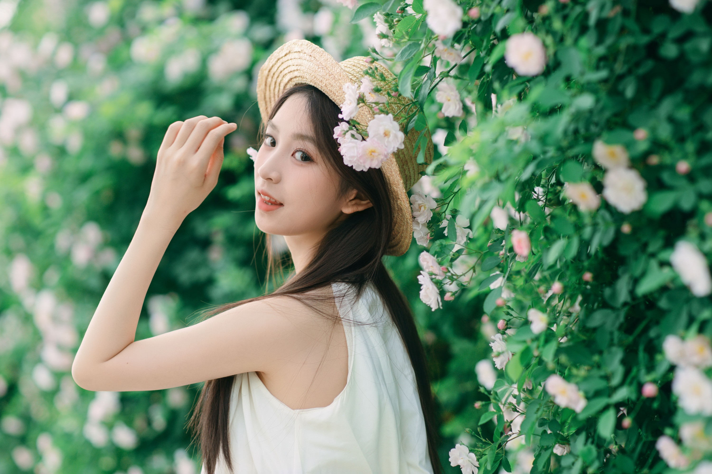 ID102544月蔷薇花 - 妍画集-妍画集