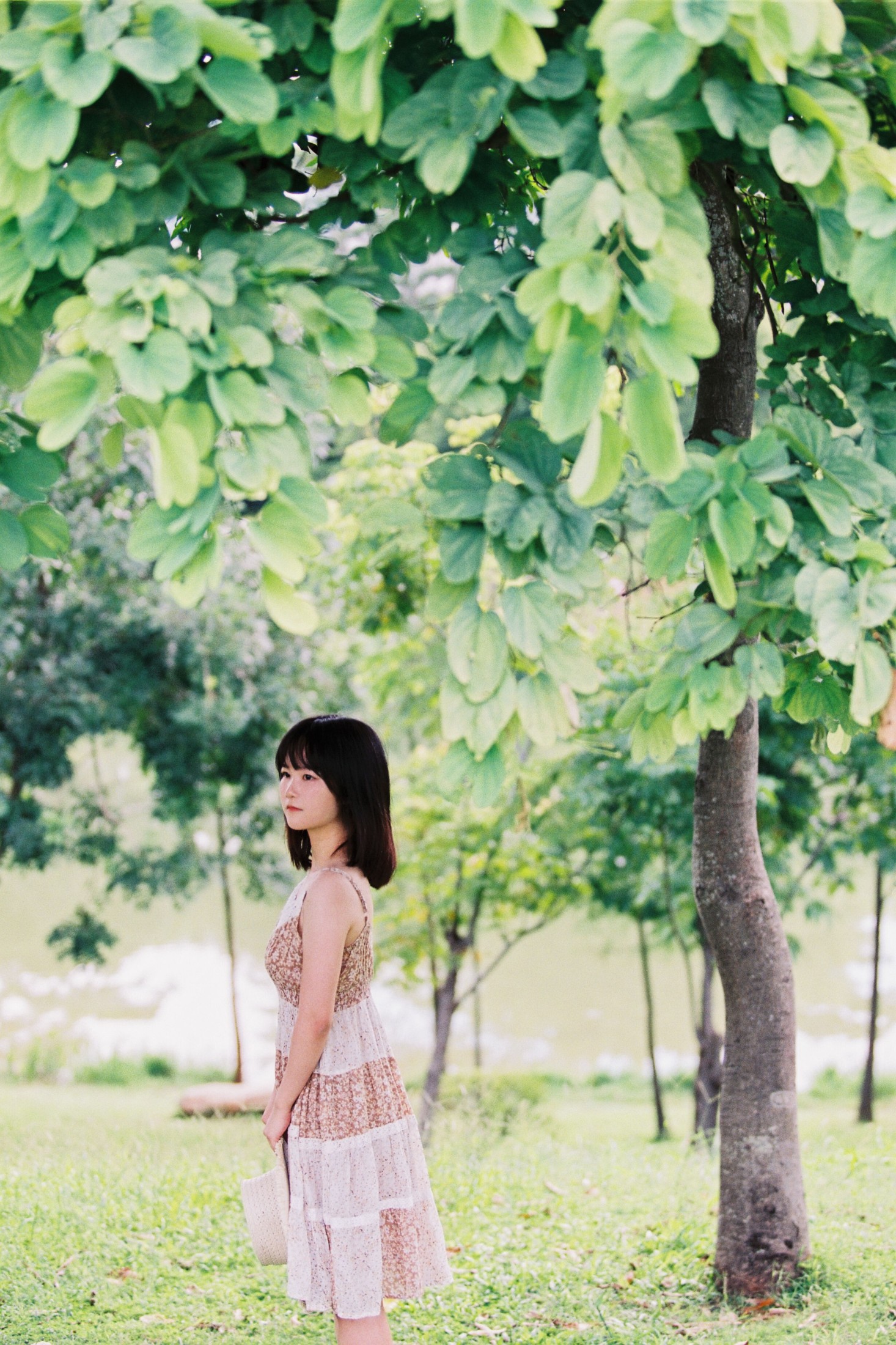 ID9920夏天的草地 - 妍画集-妍画集