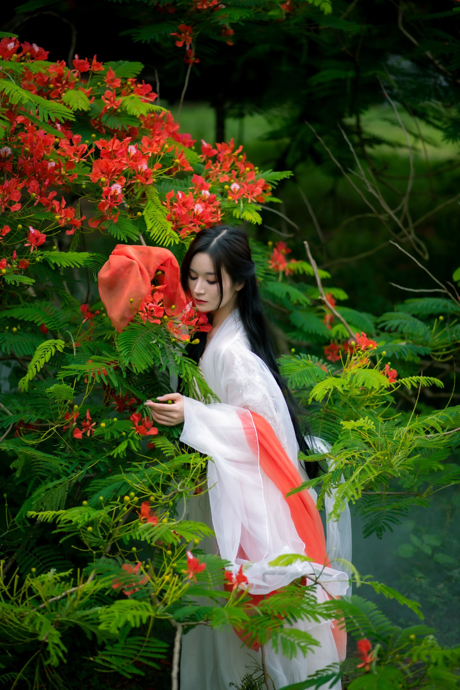 ID9794凤凰花开 - 妍画集-妍画集