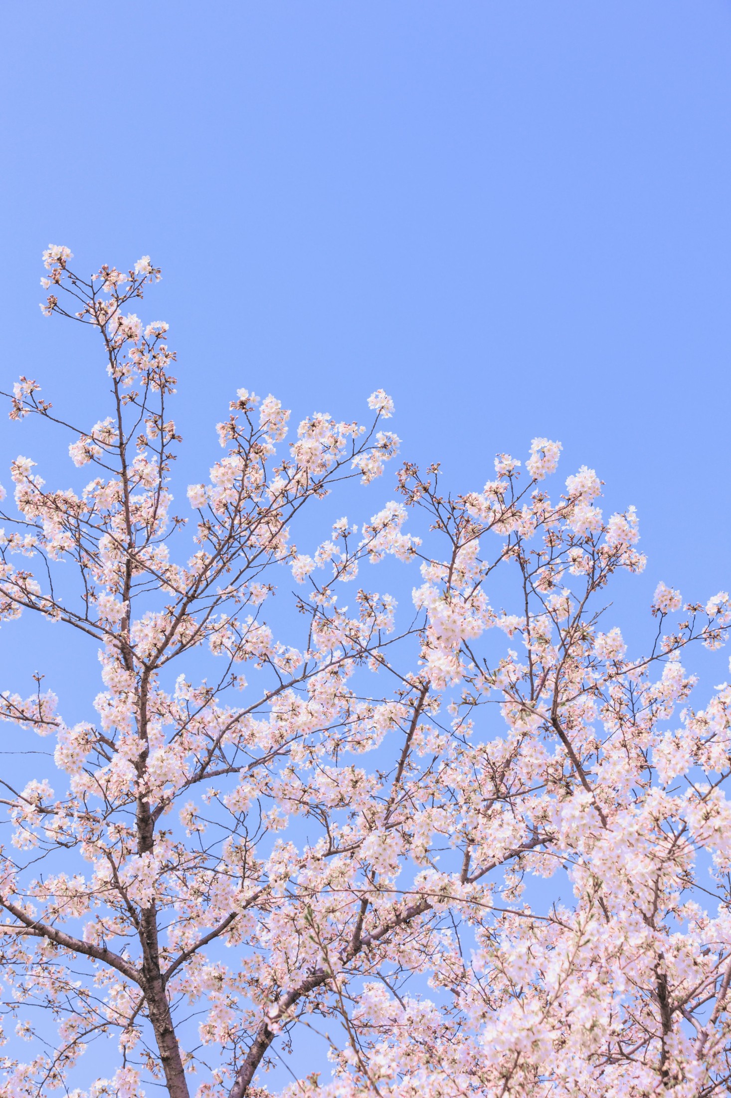 ID9923辰山植物园樱花 - 妍画集-妍画集