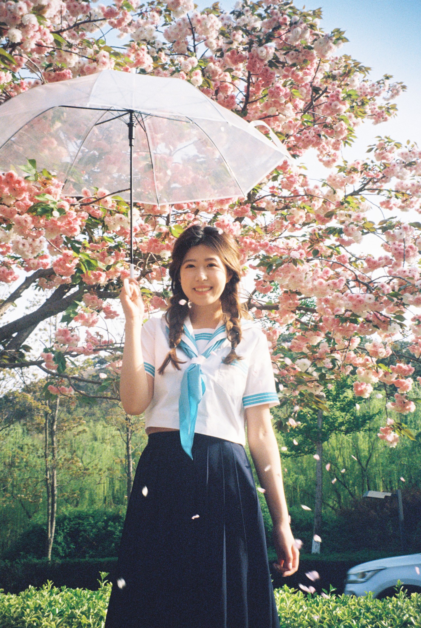 ID10511樱花物语 - 妍画集-妍画集