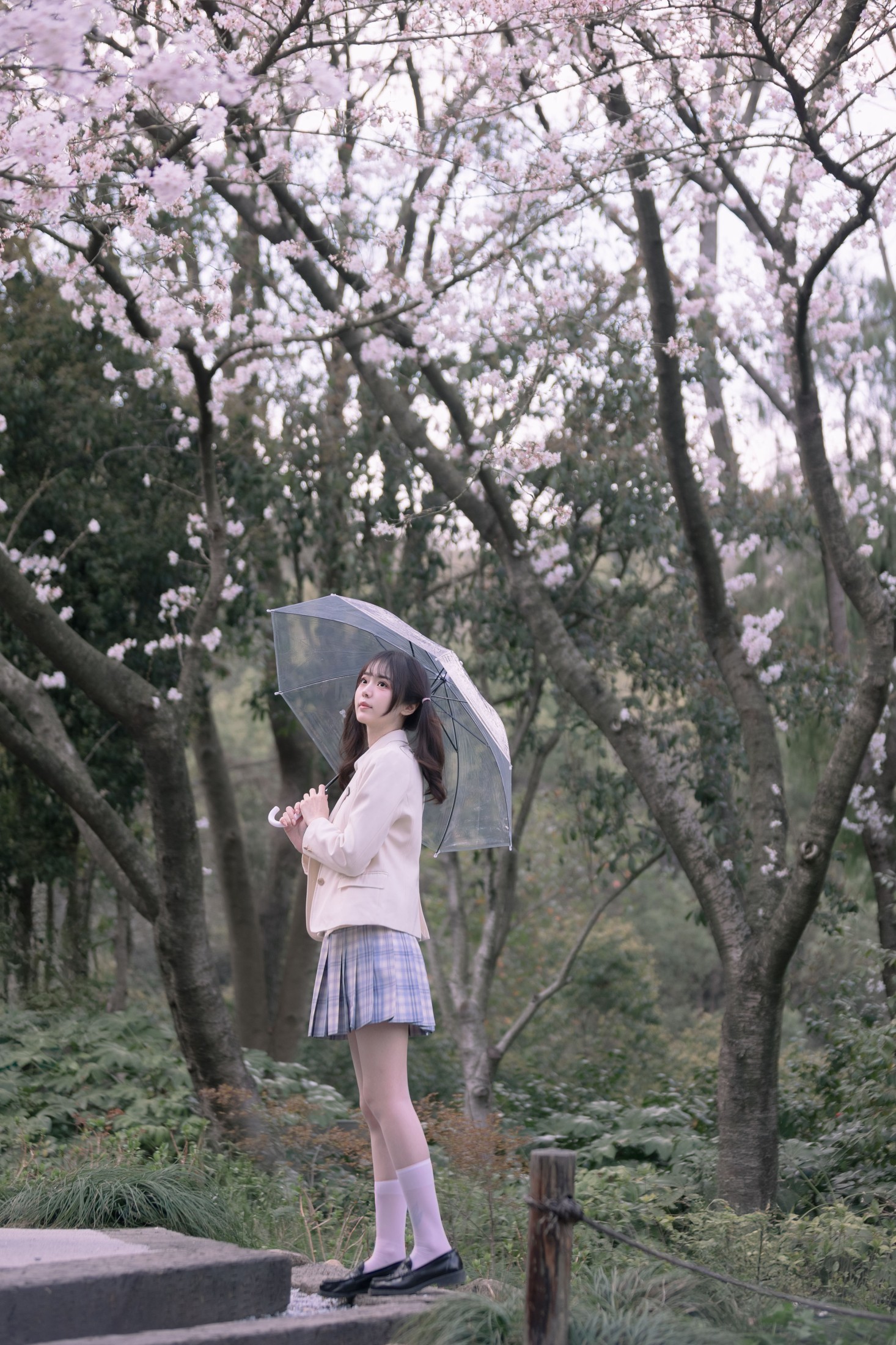 ID10260樱花树下的少女 - 妍画集-妍画集
