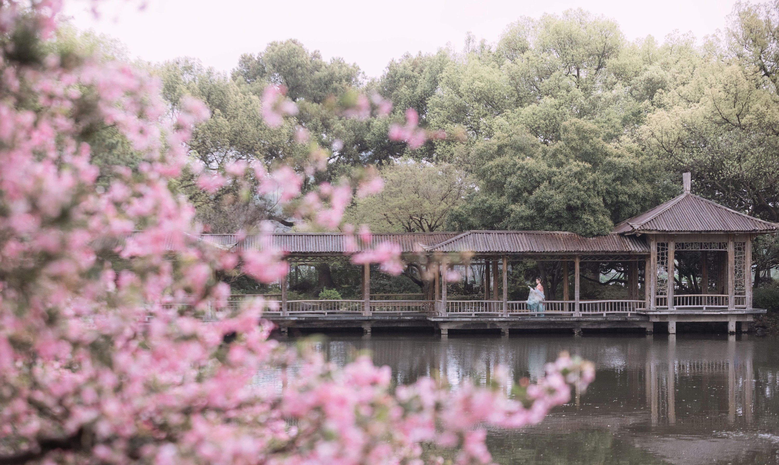 ID10609海棠春色 - 妍画集-妍画集