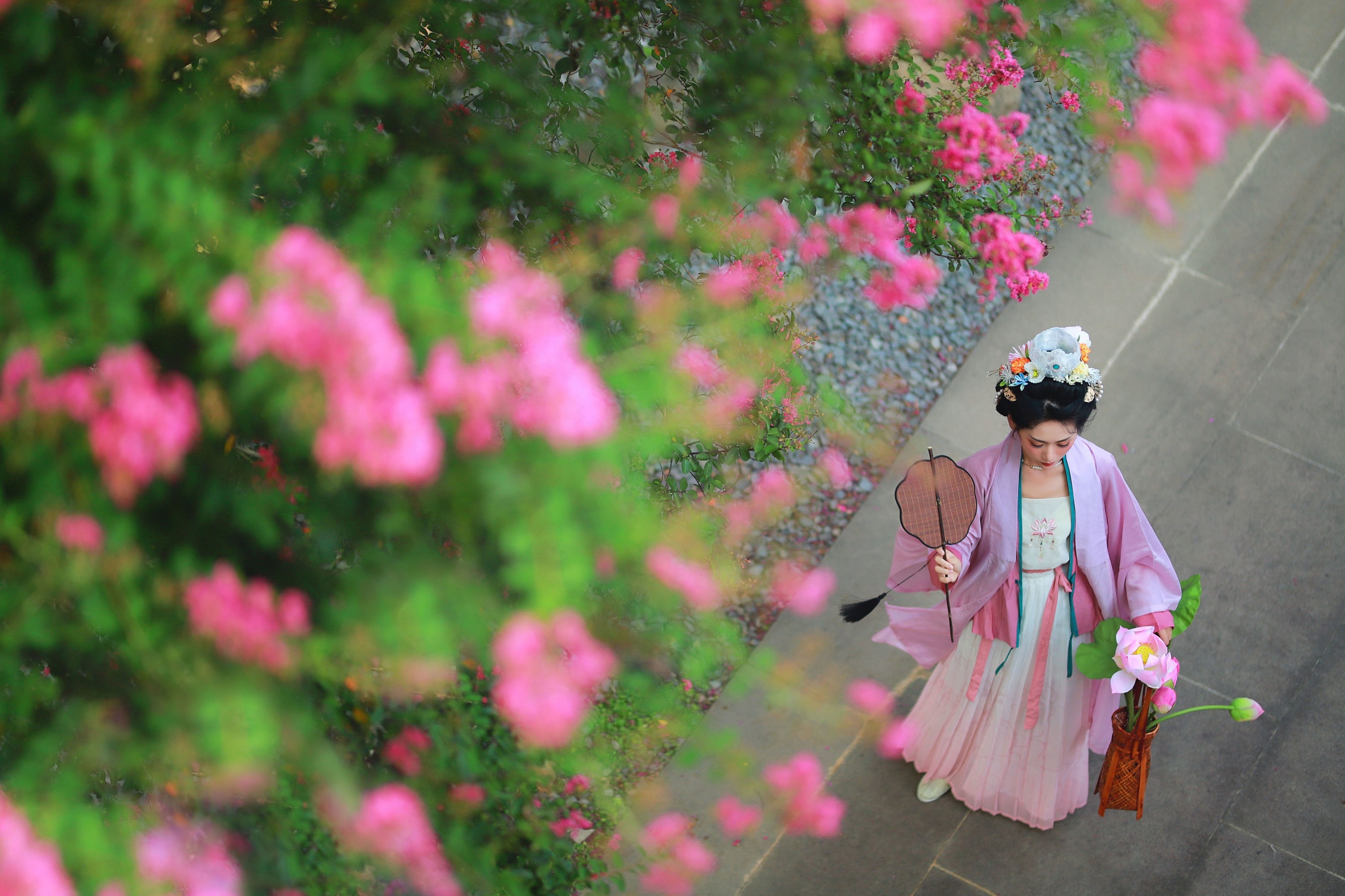 ID10844紫薇花开 - 妍画集-妍画集