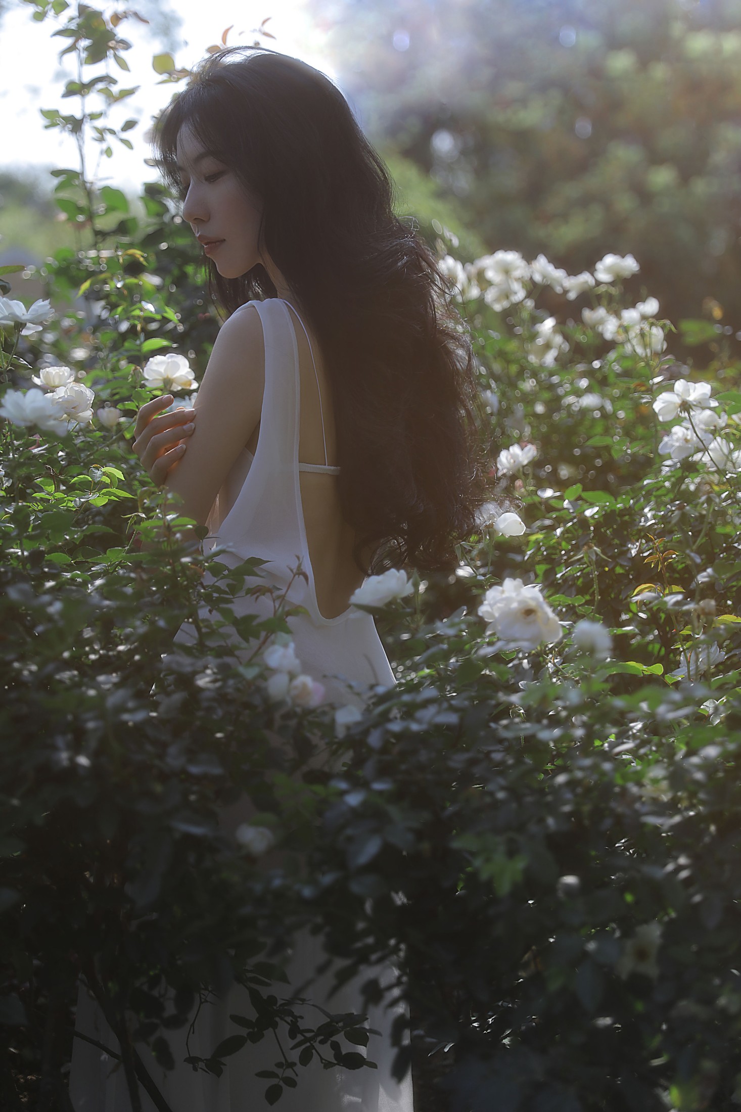 ID10811细嗅蔷薇 - 妍画集-妍画集