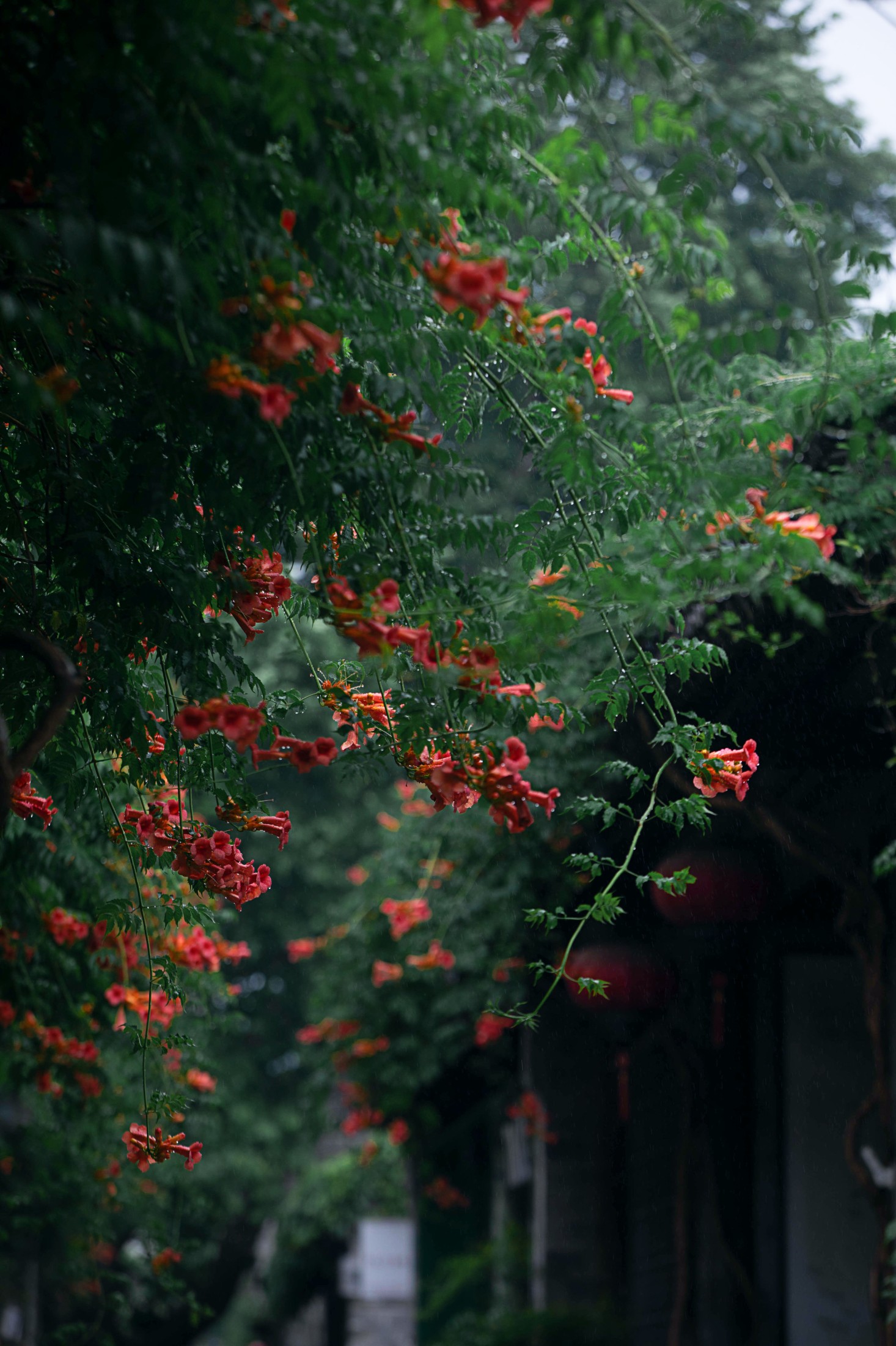 ID11046老门东雨中的凌霄花 - 妍画集-妍画集