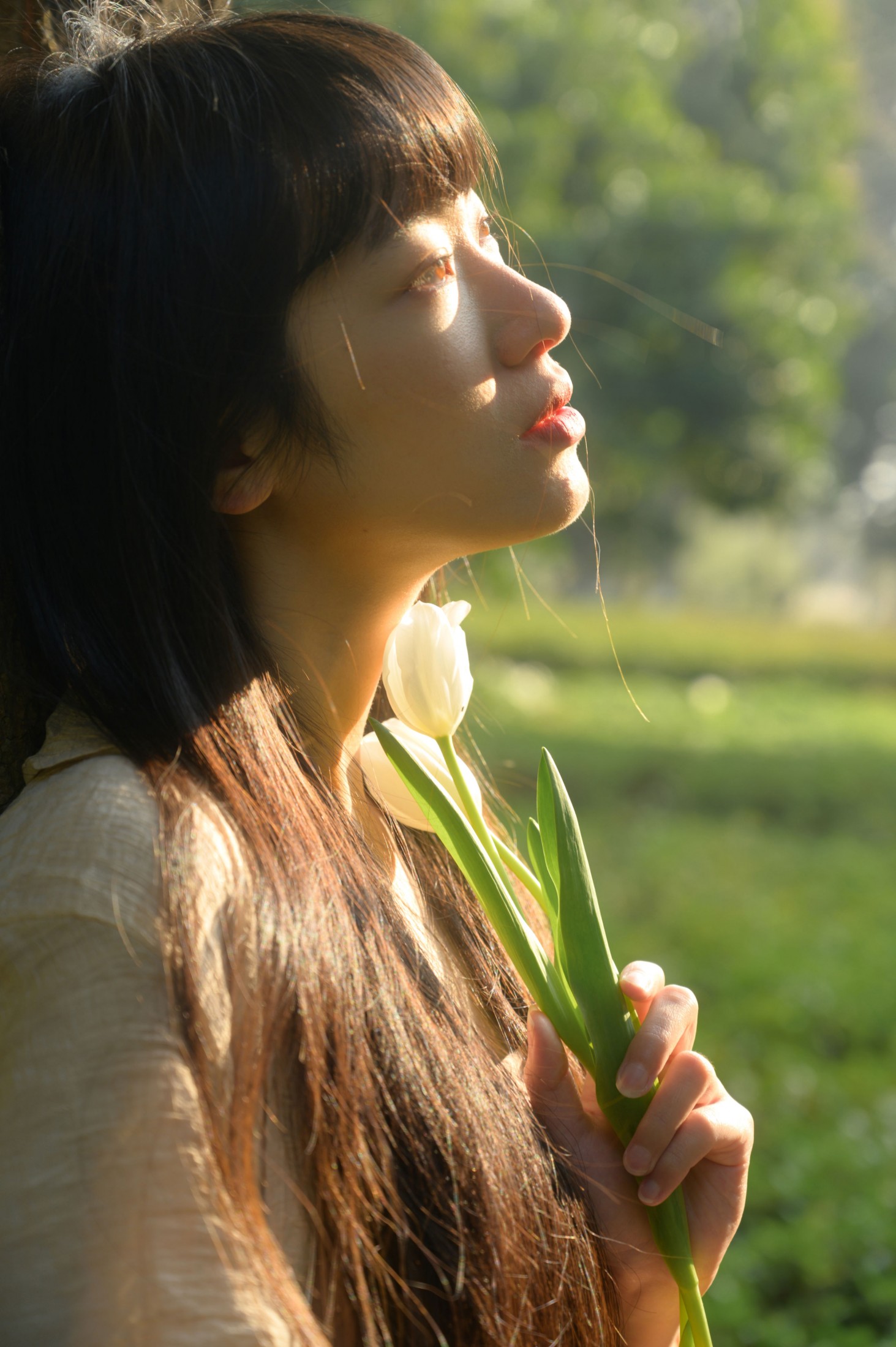 ID11576光与郁金香 - 妍画集-妍画集