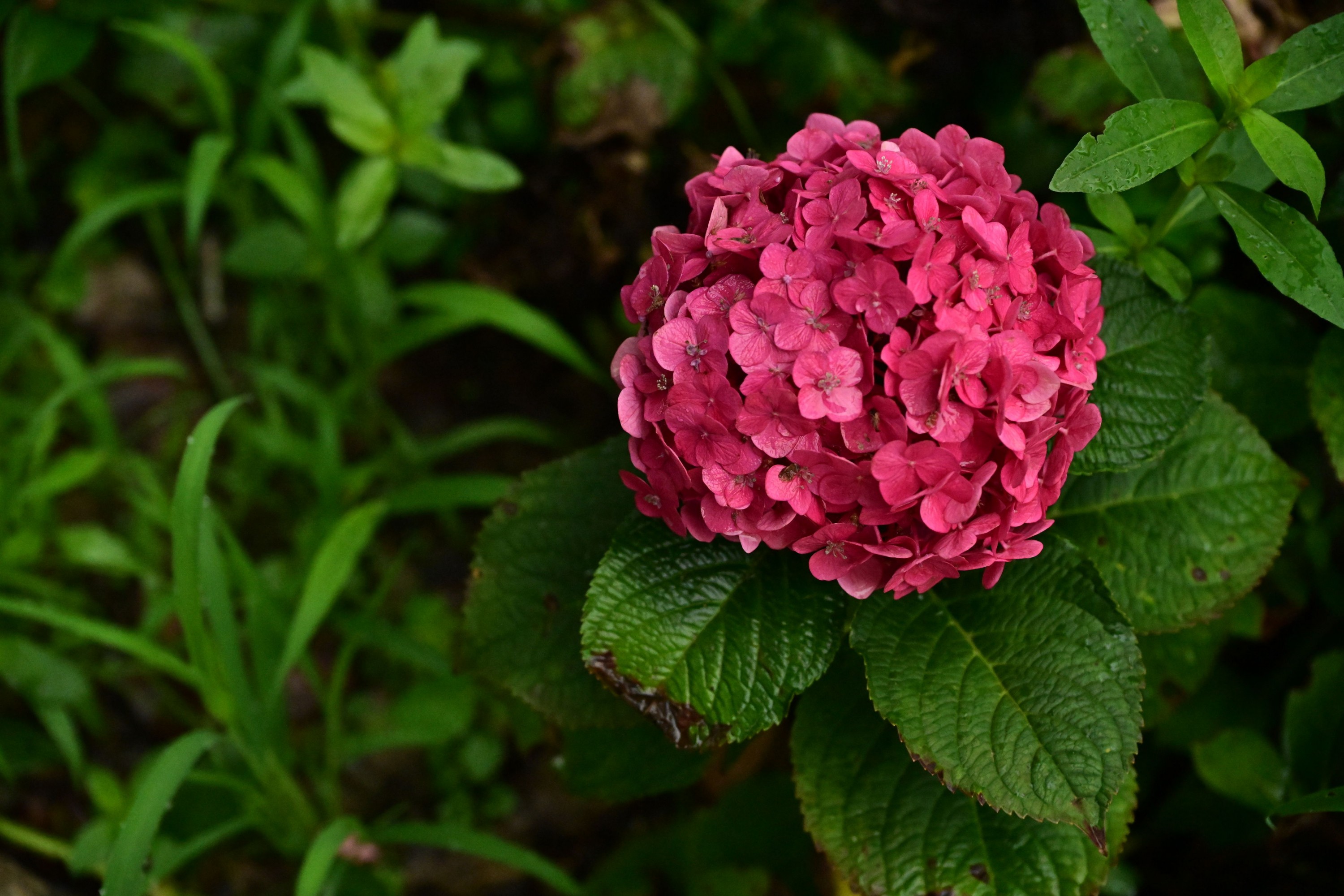 ID11621云岭天香的鲜花 - 妍画集-妍画集