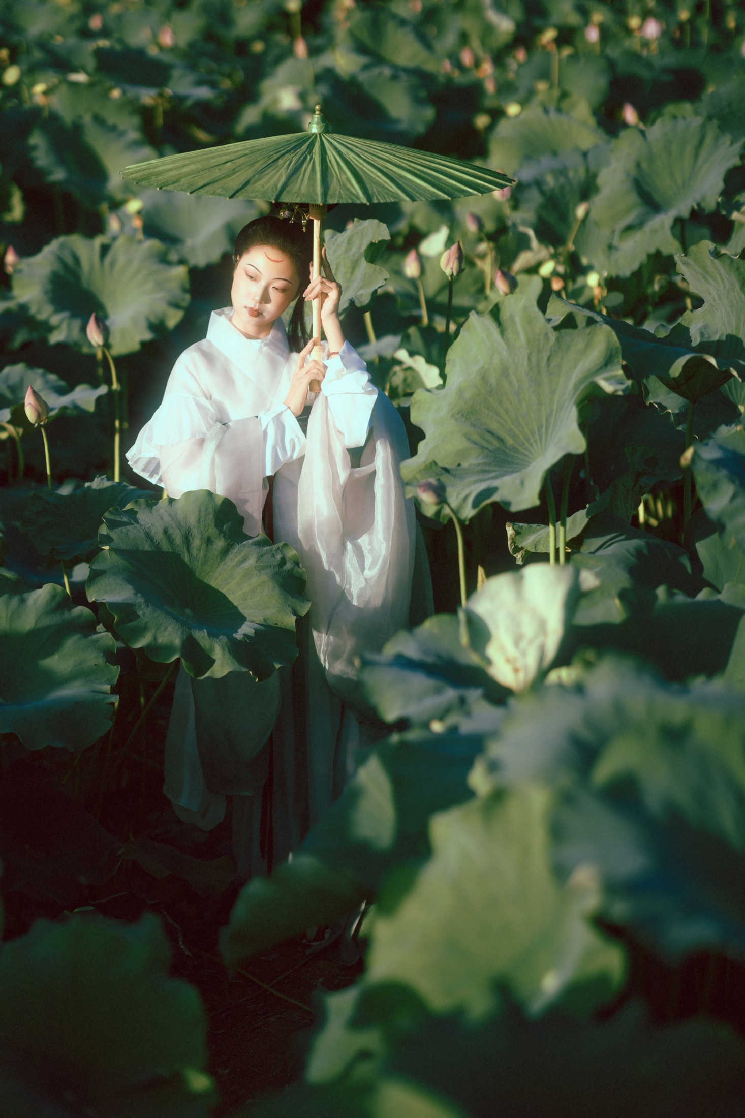 ID11529晚荷 - 妍画集-妍画集