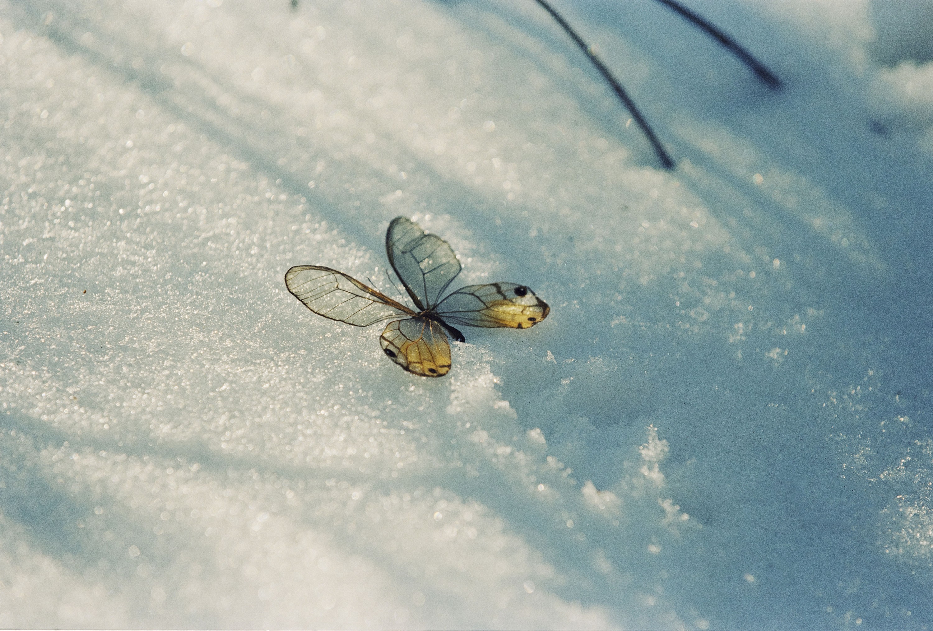 陈子翮 - 《情书》[28P] 插图4