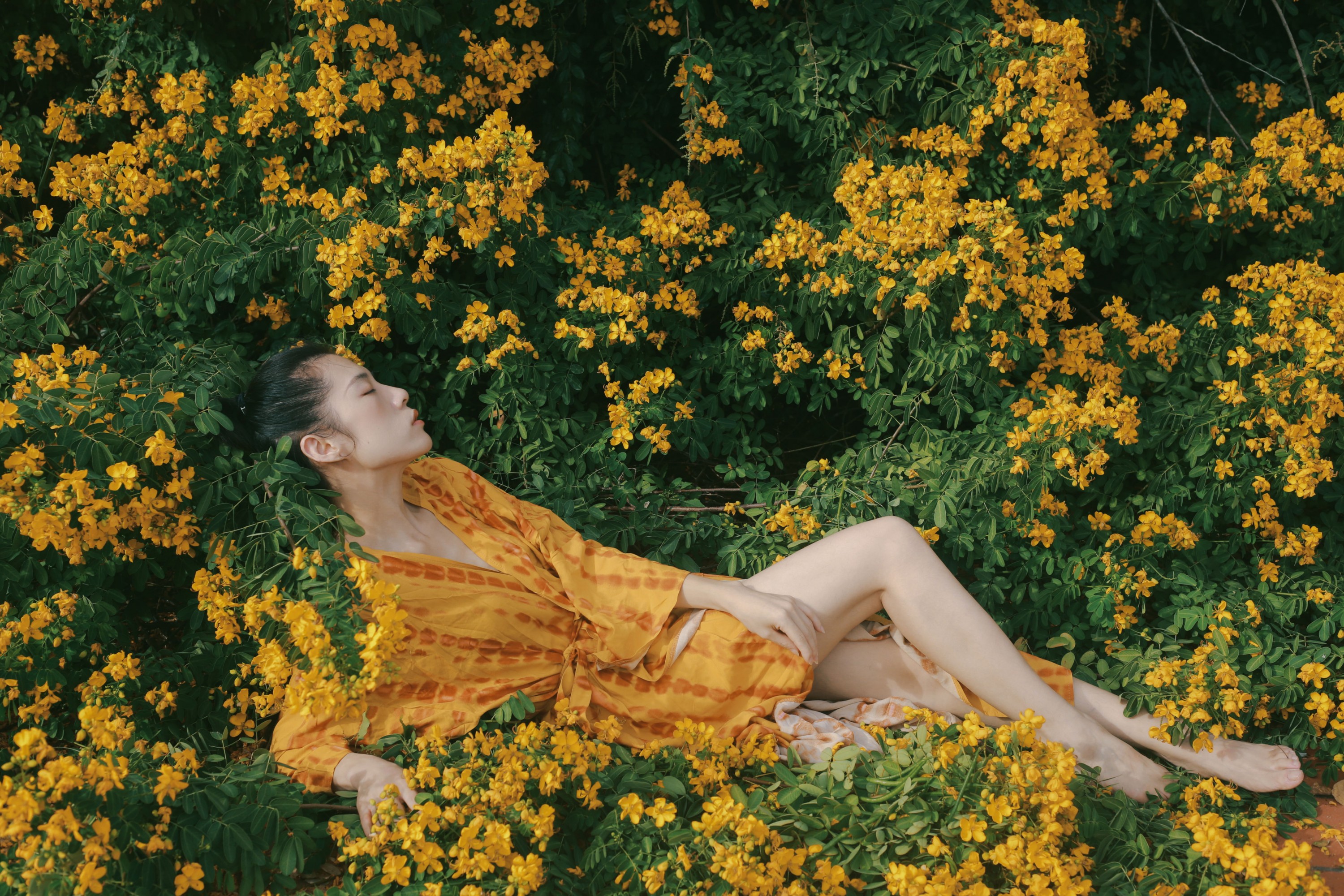 ID12381满树黄花-妍画集