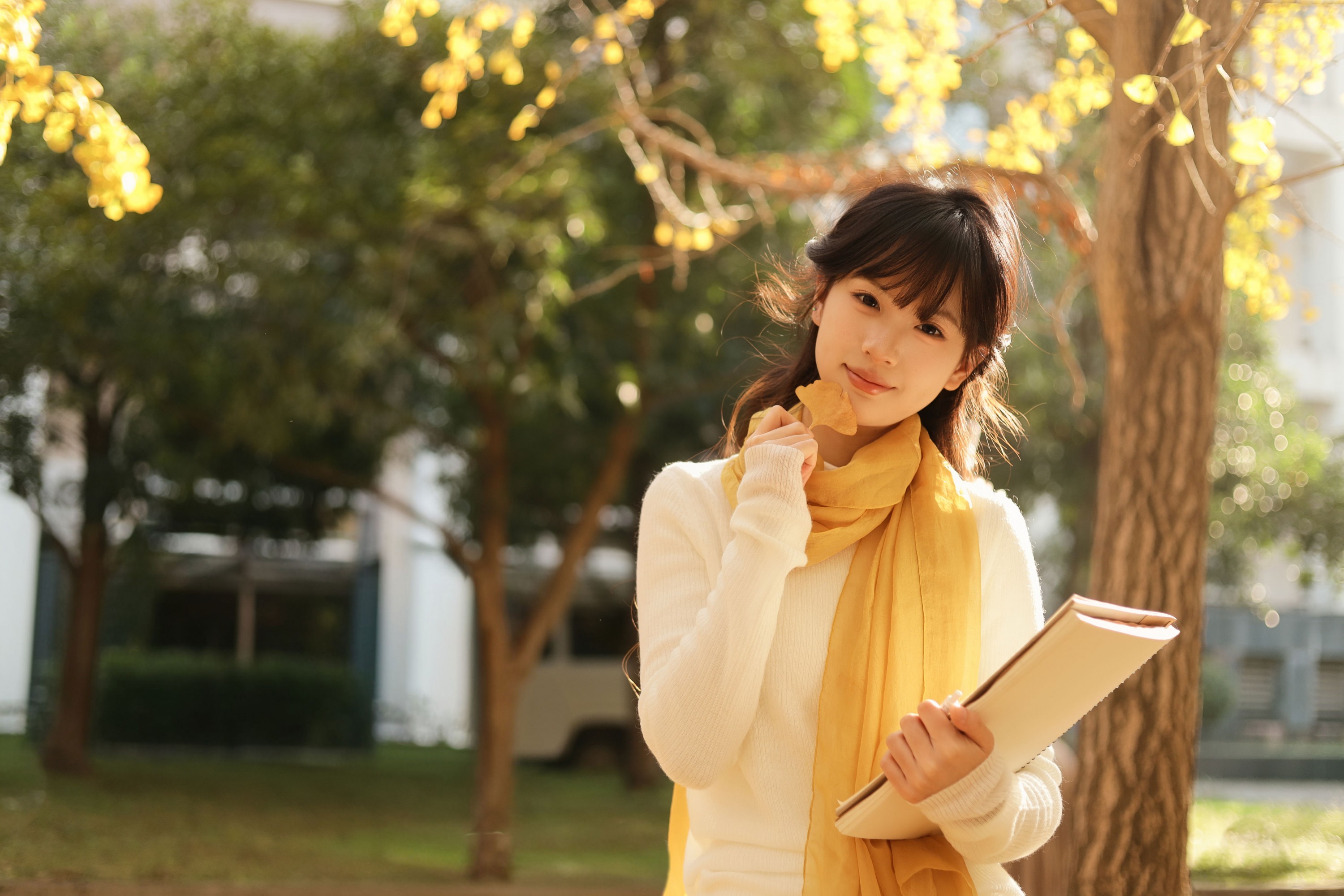 ID12543秋日银杏-妍画集