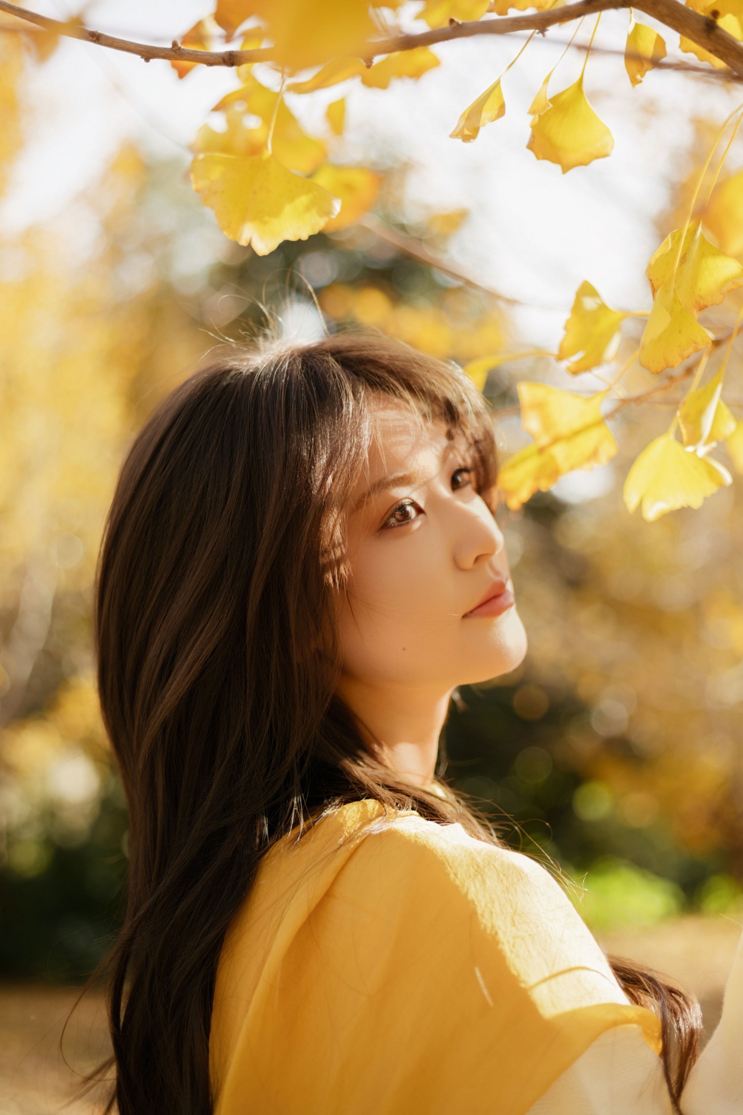 ID12569金秋银杏-妍画集