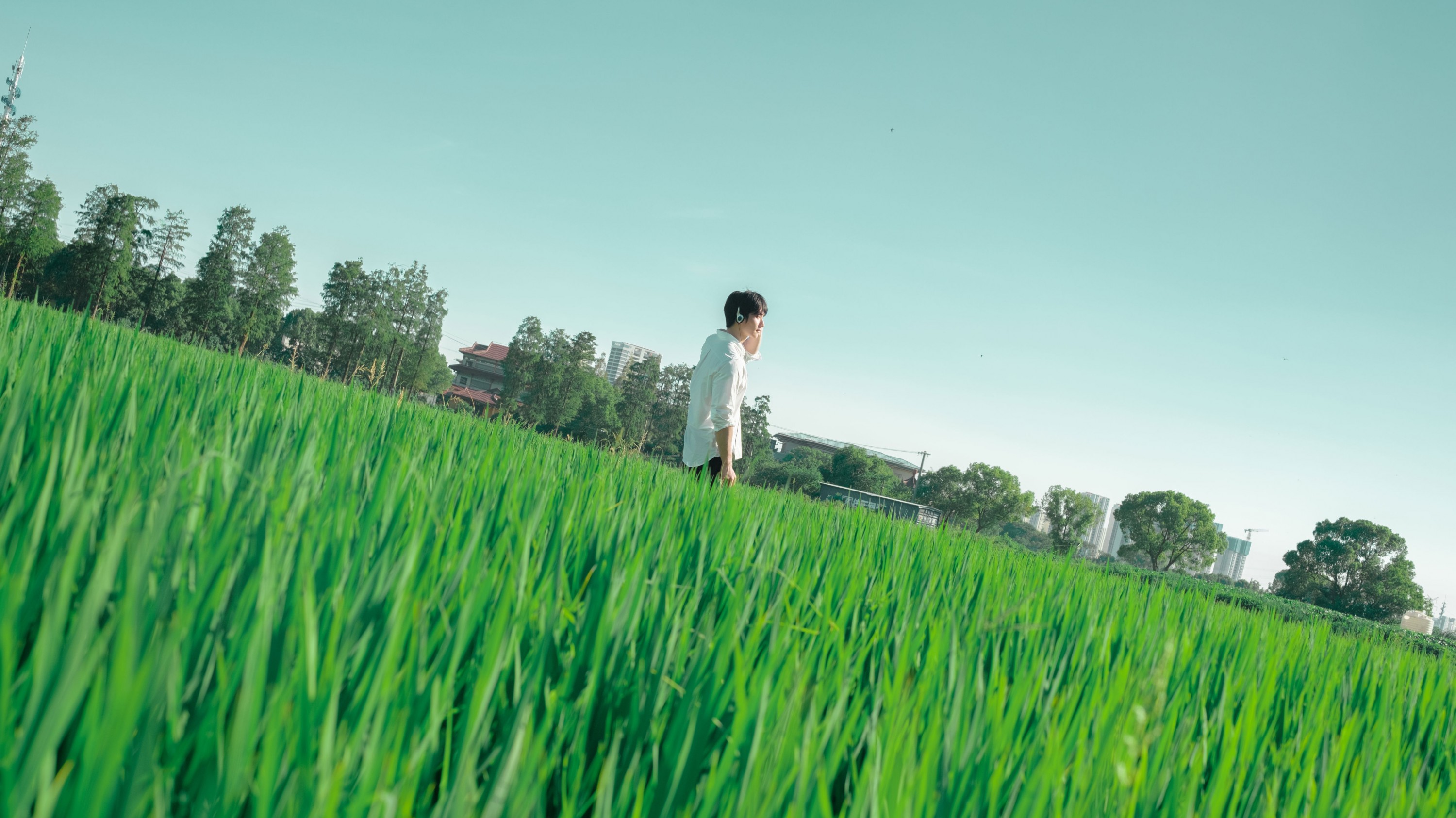 ID12829水稻的田园写真 - 妍画集-妍画集