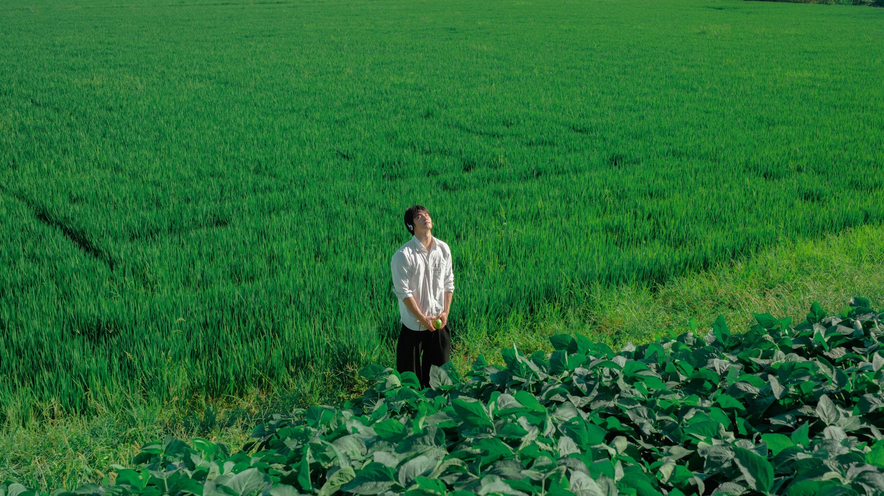 《水稻的田园写真》[20P] 插图4