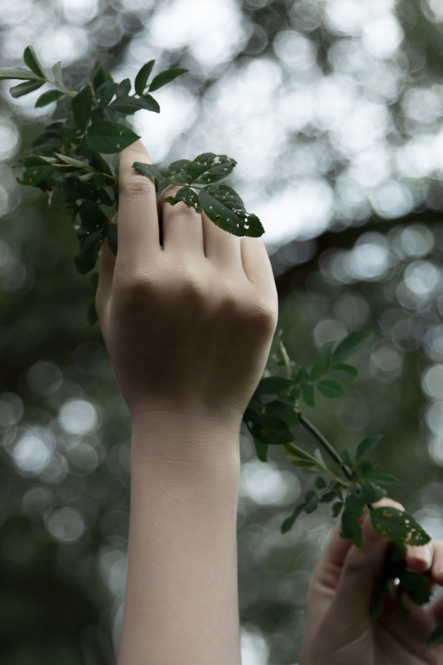 ID12876潮湿的绿意 交错在我眸中-妍画集